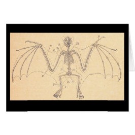 Ilustracion de esqueleto de murciélago anatómico v