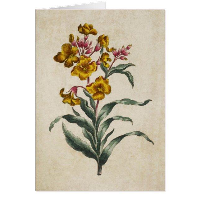 Ilustracion de flor de pared floral botánica vinta (Frente)