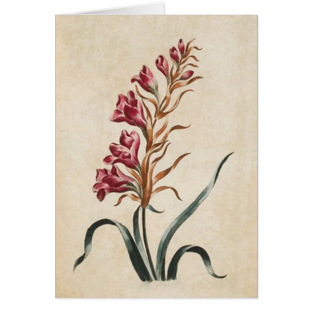 Ilustracion de Foxglove Froral Frasco Vintage (Frente)
