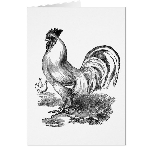 Ilustracion de gallo de época (Frente)