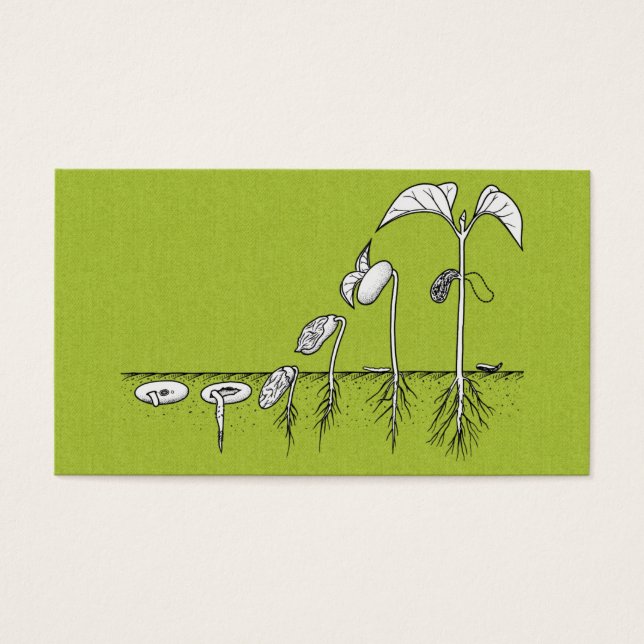 Ilustracion de germinación de plantas (Frente)