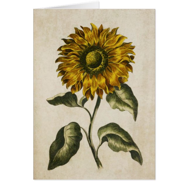 Ilustracion de girasol floral botánico (Frente)