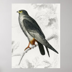 Ilustración de halcón de patas rojas, impresión de