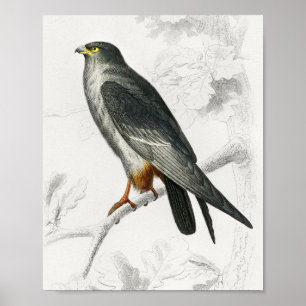 Ilustración de halcón de patas rojas, impresión de
