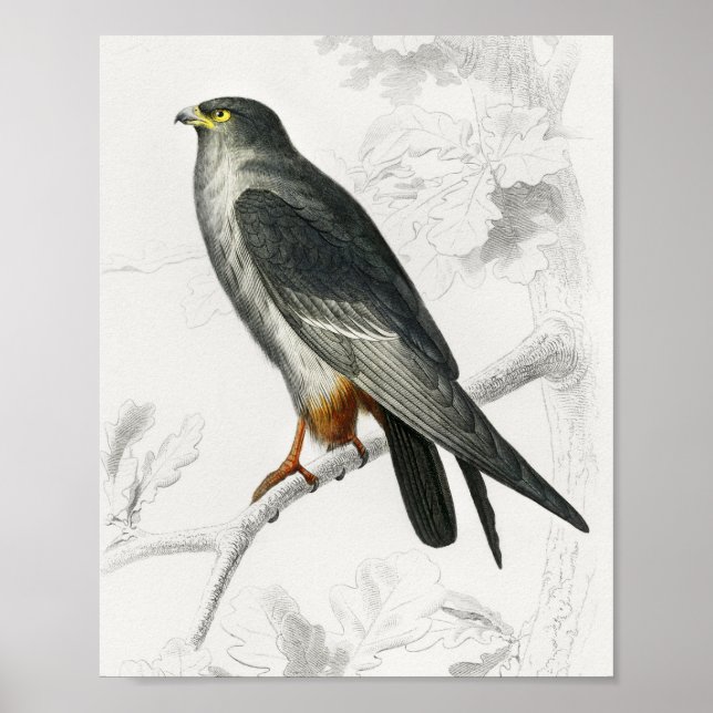 Ilustración de halcón de patas rojas, impresión de (Frente)