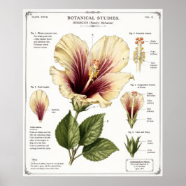Ilustración de Hibisco | Arte de Anatomía Floral V