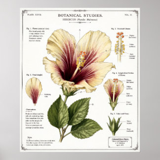 Ilustración de Hibisco | Arte de Anatomía Floral V