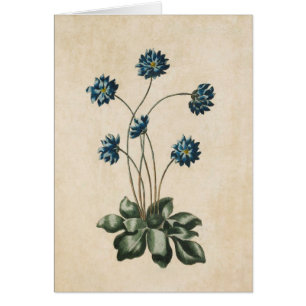 Ilustracion de Hipatica Froral Vintage