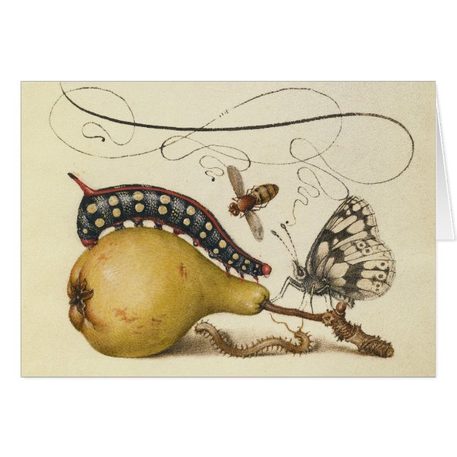 Ilustracion de insectos de fruta de mariposa de ab (Anverso (Horizontal))