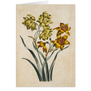 Ilustracion de Jonquil Froral Botánico Vintage