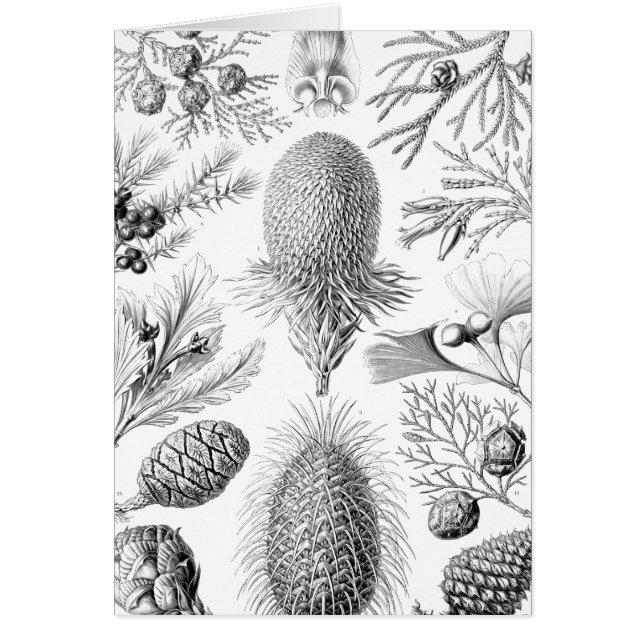 Ilustracion de la conífera de Haeckel (Frente)