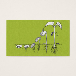 Ilustracion de la germinación de la planta