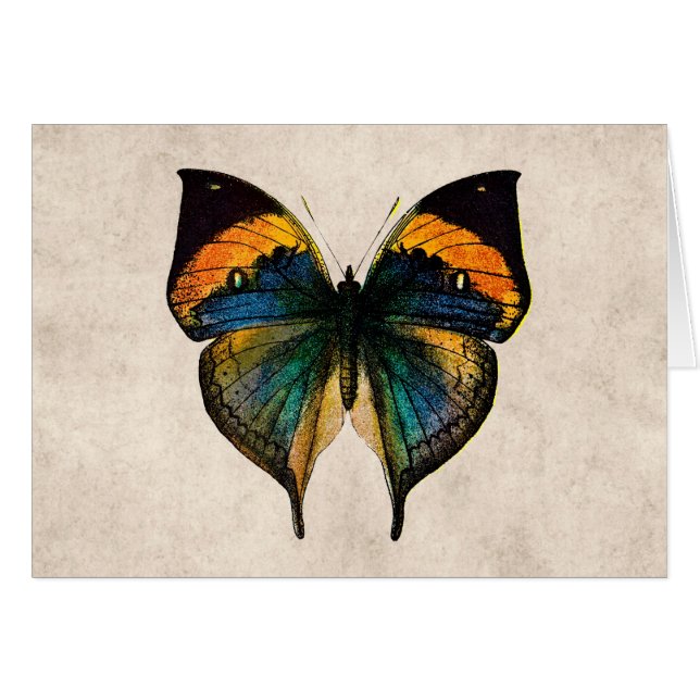 Ilustracion de la mariposa del vintage - mariposas (Anverso (Horizontal))