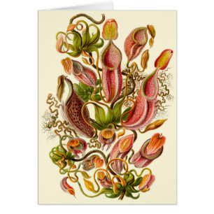 Ilustración de la planta jarra de Haeckel para tod