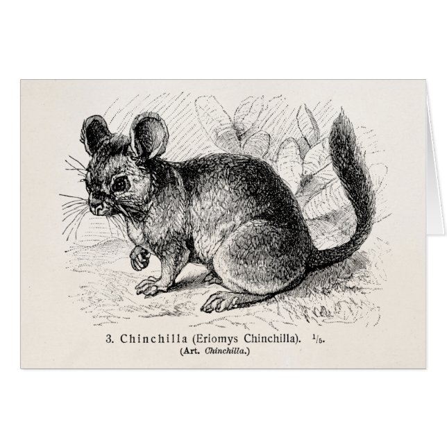 Ilustracion de las chinchillas de la chinchilla de (Anverso (Horizontal))