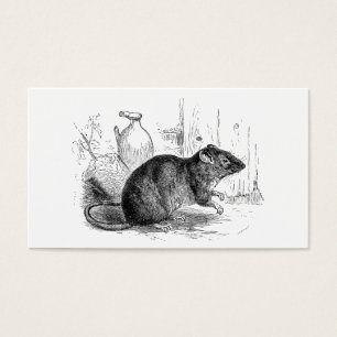 Ilustracion de las ratas de la rata del granero de