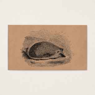 Ilustracion de los erizos de los 1800s del erizo