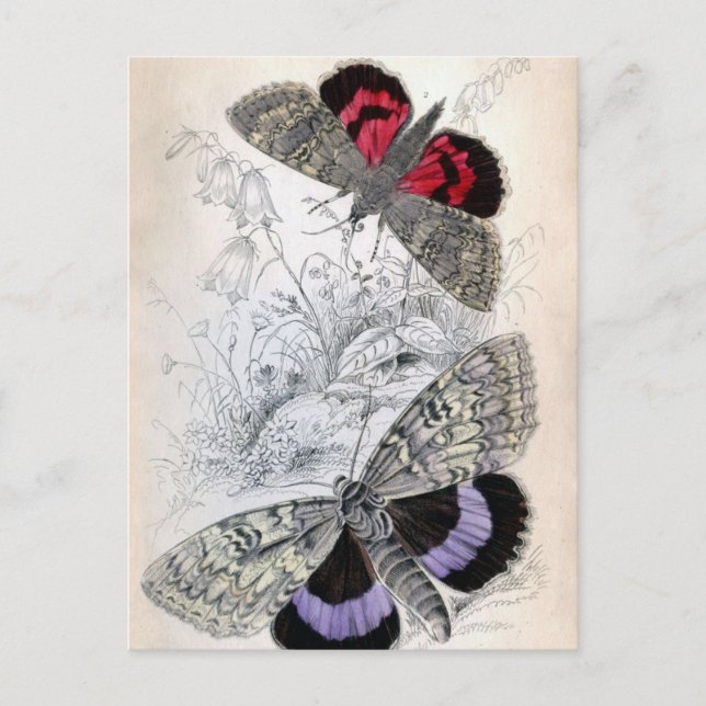 Ilustracion de mariposa francés vintage - Tarjeta  (Anverso)