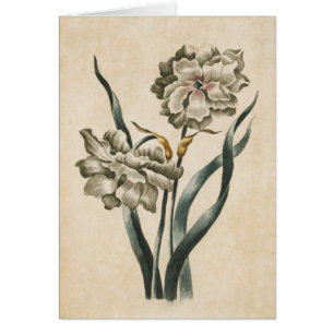 Ilustracion de Narciso Botánico Floral Vintage