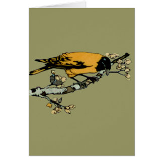 Ilustracion de pájaro blanco amarillo de Baltimore