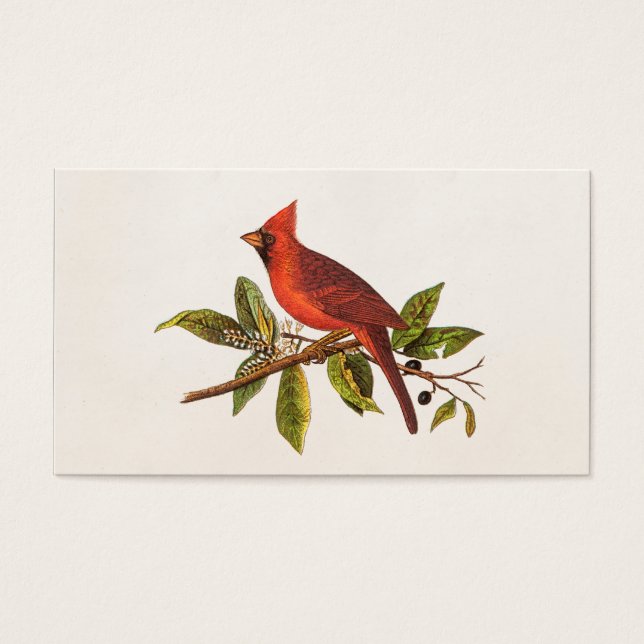 Ilustracion de pájaro de la canción del cardenal v (Frente)