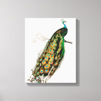 Ilustración de pavo real Arte impreso vintage