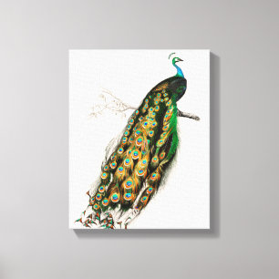 Ilustración de pavo real Arte impreso vintage