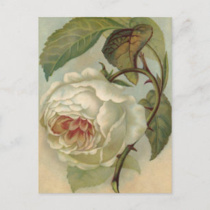 Ilustracion de postales Rosa de Victoria