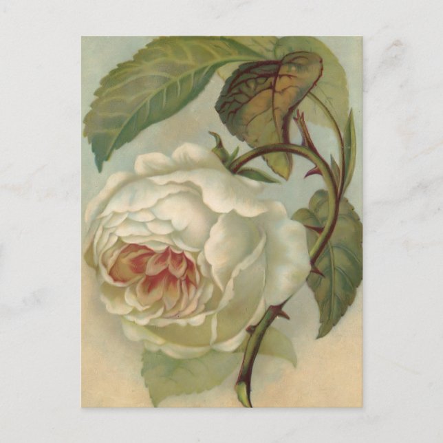 Ilustracion de postales Rosa de Victoria (Anverso)