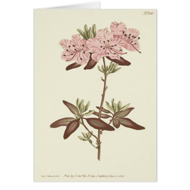 Ilustración de Rhododendron de hojas punteadas (Frente)