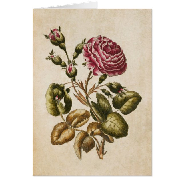 Ilustracion de Rosa floral botánico (Frente)