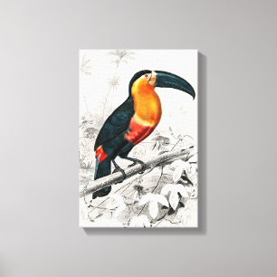 Ilustración de Tucán Ramphastos Impresión de Arte