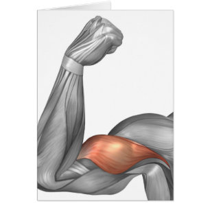 Ilustracion de un brazo doblado que muestra el