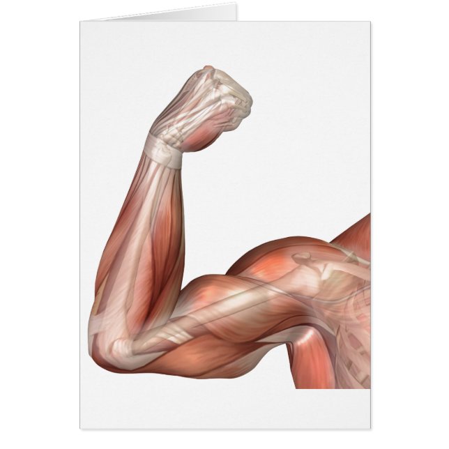 Ilustracion De Un Brazo Flexado Mostrando Bicep Hu (Frente)