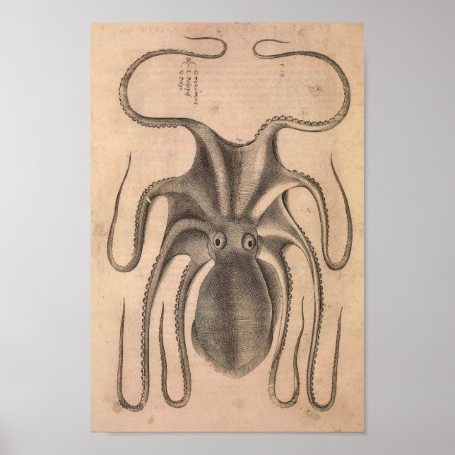 Ilustracion de vida marina de impresión de pulpo v (Frente)