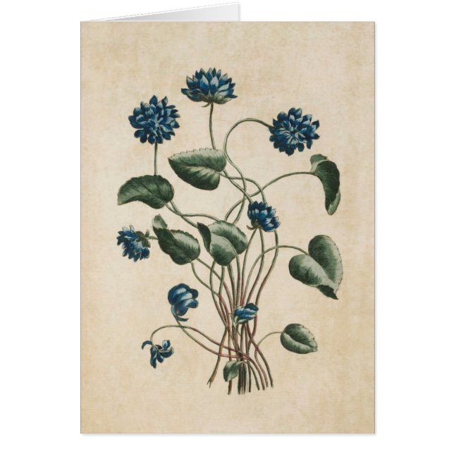Ilustracion de Violetas Florales Botánicas Vintage (Frente)
