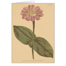 Ilustración de Zinnia de color violeta