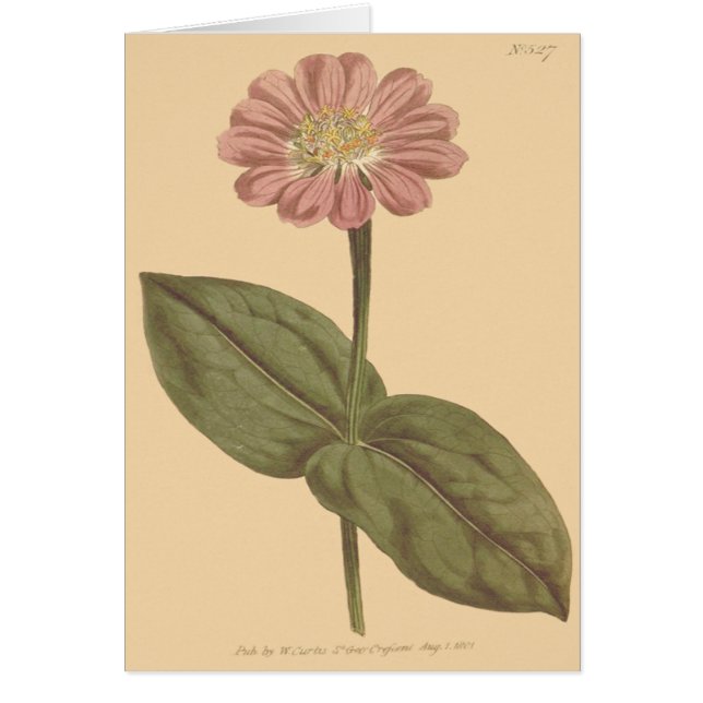 Ilustración de Zinnia de color violeta (Frente)