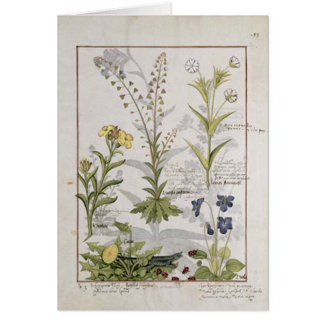 Ilustracion del "libro de las medicinas simples" 2 (Frente)