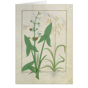 Ilustracion del "libro de las medicinas simples" 2