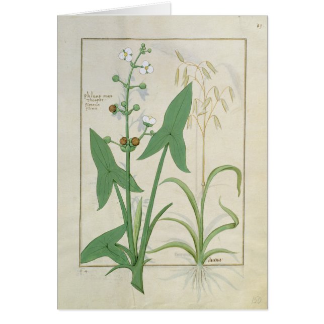 Ilustracion del "libro de las medicinas simples" 2 (Frente)