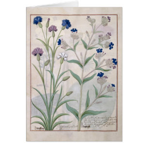 Ilustracion del "libro de las medicinas simples" 3