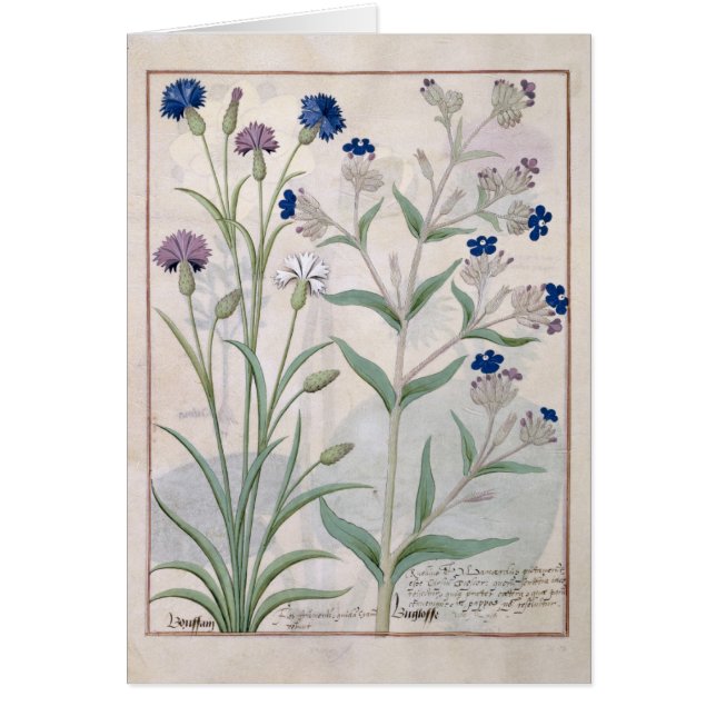 Ilustracion del "libro de las medicinas simples" 3 (Frente)