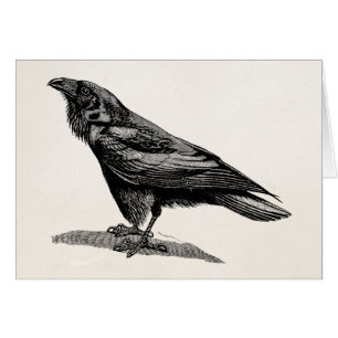 Ilustracion del pájaro del mirlo de cuervo del