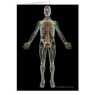 Ilustracion del sistema nervioso