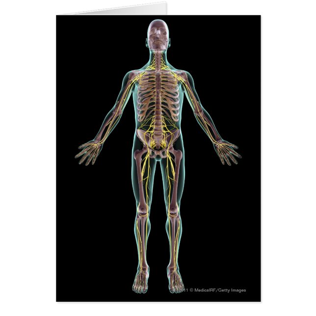 Ilustracion del sistema nervioso (Frente)