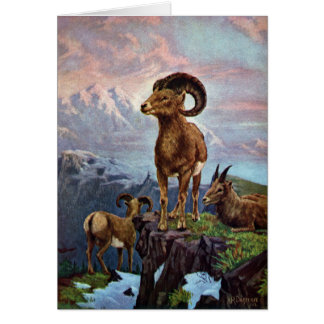 Ilustracion del vintage de las ovejas de Bighorn