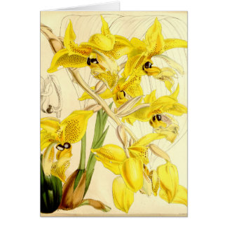 Ilustracion del wardii de Stanhopea