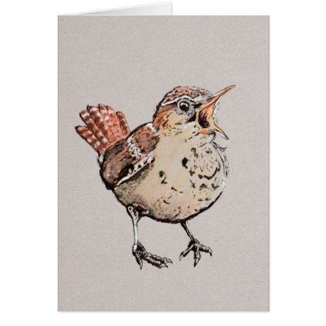 Ilustracion del Wren del canto (Frente)