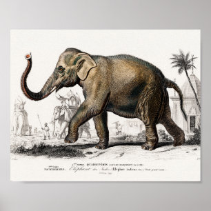 Ilustracion elefante Arte de época